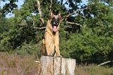 MALINOIS 017